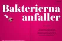 Bakterierna anfaller